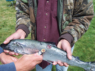 Sea lamprey mouth being displayed next to a salmon with an open wound caused by the sea lamprey.