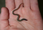 Sea Lamprey Ammocete