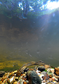 Sea Lampreys Swimming in a River