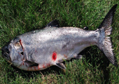 Salmon with Sea Lamprey Wound 