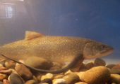 Lake Trout With Sea Lamprey Attached