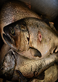 Salmon with Sea Lamprey Wound