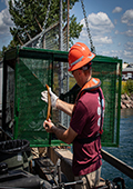 Checking Sea Lamprey Trap