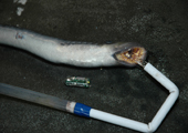 Tagging Sea Lamprey