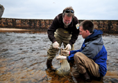 Fin Clipping Sea Lamprey