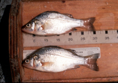 Lake Erie White Perch 