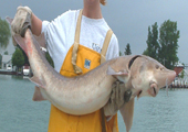 Lake Sturgeon