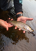 Brook Trout