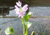 Water Hyacinth