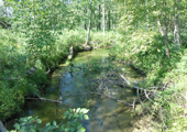 Stream Habitat